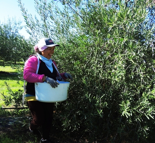 olive picker with basket