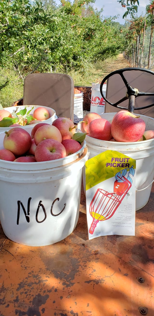 apples in picking buckets