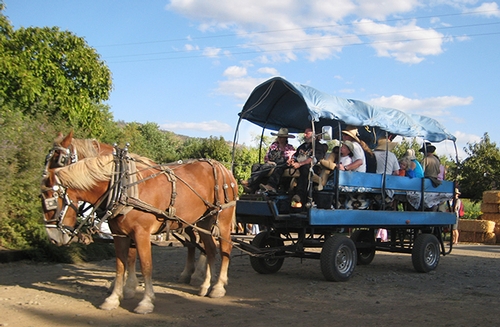 horse drawn tour wagon