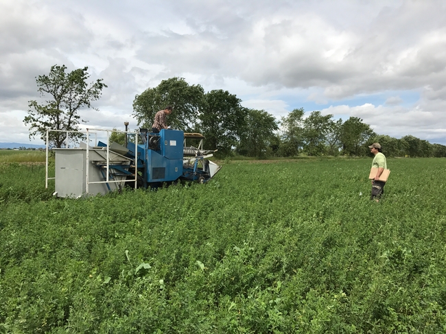 Harvesting alfalfa weevil research trials, 2017