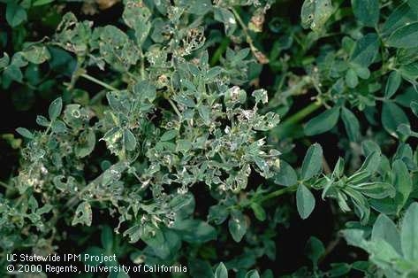 Alfalfa weevil damage