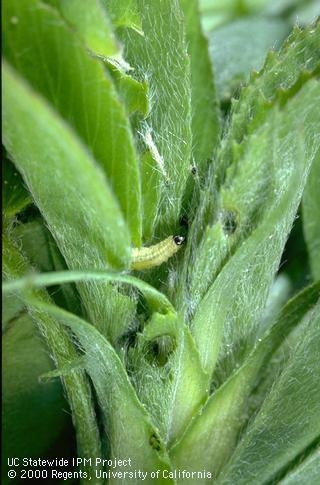 Alfalfa weevil larva feeding between alfalfa leaves.