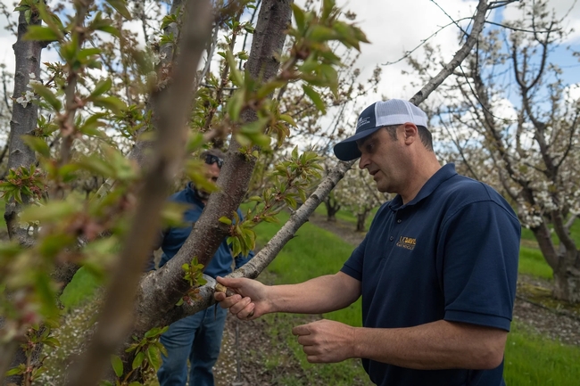 El especialista de Extensión Cooperativa de UC, Florent Trouillas, examina un cerezo en Lodi en busca de potenciales patógenos. Fotografía por Jael Mackendorf, de UC Davis