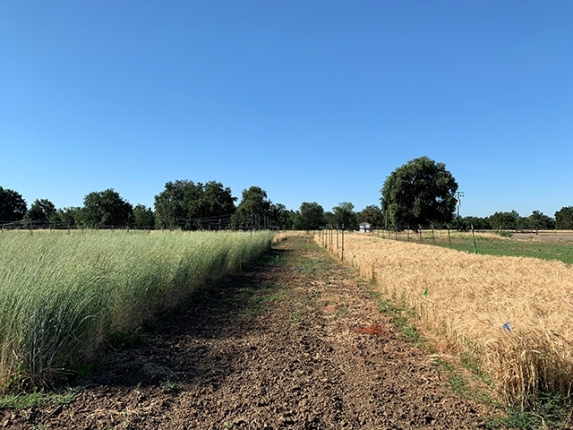 A la izquierda aparece el pasto de trigo perenne (Kernza) y a la derecha el trigo anual sin labranza en parcelas experimentales ubicadas al oeste de UC Davis en junio del 2019. Fotografía cortesia: Kalyn Taylor