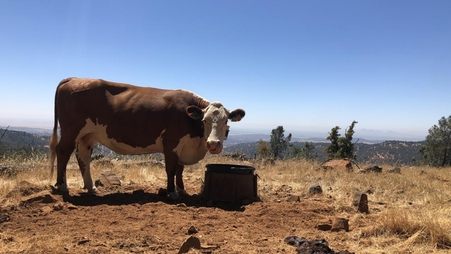 Una vaca del Centro de Investigación y Extensión Sierra Foothill de UC en Browns Valley fue rastreada como parte de la investigacion sobre las personalides del ganado de pastoreo. Fotografía por Maggie Creamer, UC Davis.