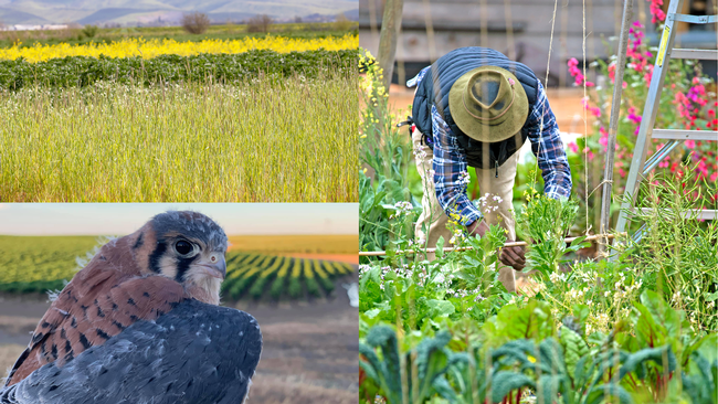 Los pequeños subsidios de SAREP financian estudios de investigación sobre las aves cernícalos, cultivos de cubiertas y la planeación de huertos urbanos.