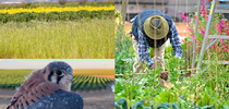 Los pequeños subsidios de SAREP financian estudios de investigación sobre las aves cernícalos, cultivos de cubiertas y la planeación de huertos urbanos. for Blog de Alimentos Blog