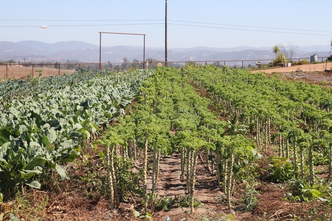 Algunos de los cultivos que crecen en la granja Hukama Produce en Ramona.