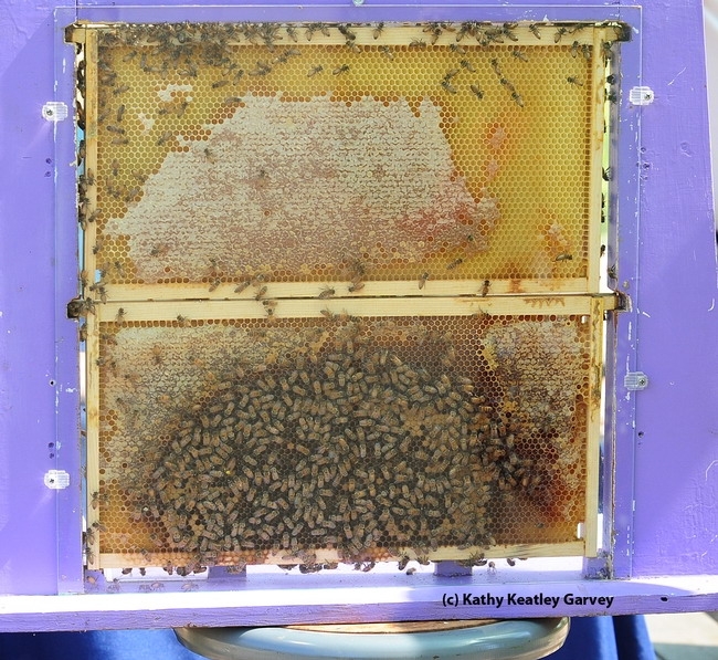Exhibición de una colmena de abejas proveniente de las Instalaciones Científicas sobre las Abejas de Miel Harry H. Laidlaw Jr.; durante el evento debutante del Centro para la Miel y Polinización. (Fotografía por Kathy Keatley Garvey)