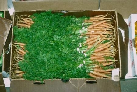Los diferentes híbridos de zanahorias son ideales para las diferentes necesidades.