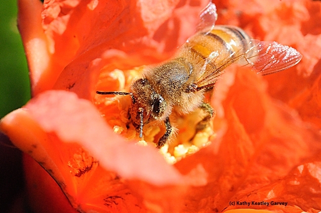 Abeja de miel rebuscando en una flor de granada. El resultado es miel de granada. (fotos de Kathy Keatley Garvey)