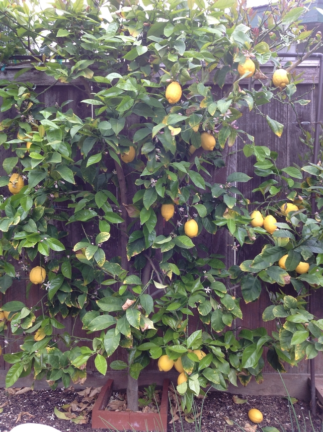 El árbol de limones en el patio trasero crece en una espaldera.