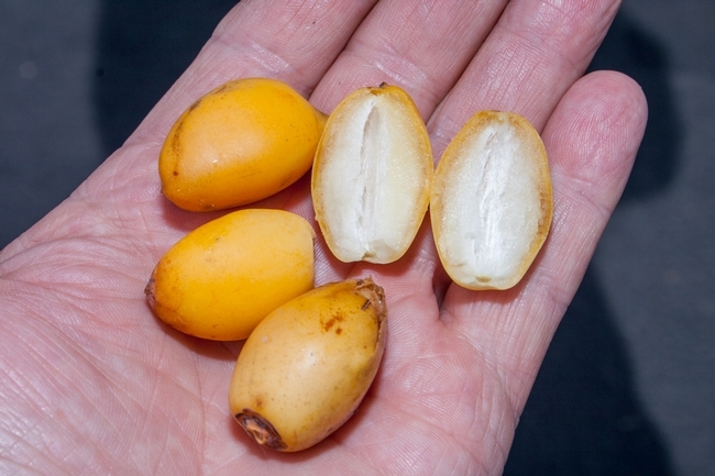Frutos en su etapa “khalal”, la variedad “Zahidi, son muy buenos para comer pues son sabrosos, dulce y  crujientes. (D. R. Hodel)