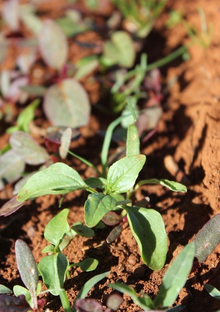 Una planta joven de amaranto en el campo de cultivo: ¿sacarla o comerla?