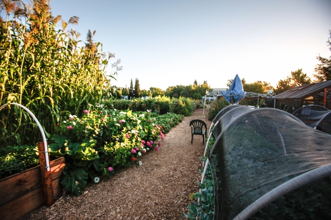 Una vista de Our Garden, un jardín comestible de demostración administrado por Jardineros Maestros del condado de Contra Costa.