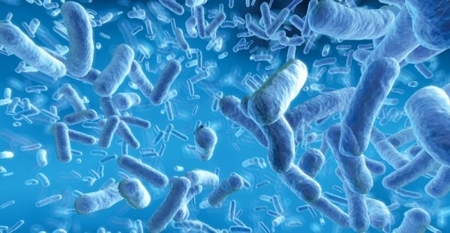 Las bacterias de los intestinos podrían afectar nuestros antojos y estado de ánimo