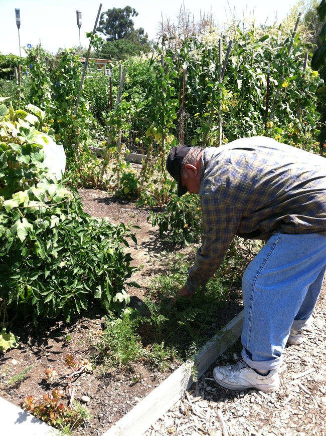 Un residente del condado de Santa Clara trabaja en uno de los huertos comunitarios.