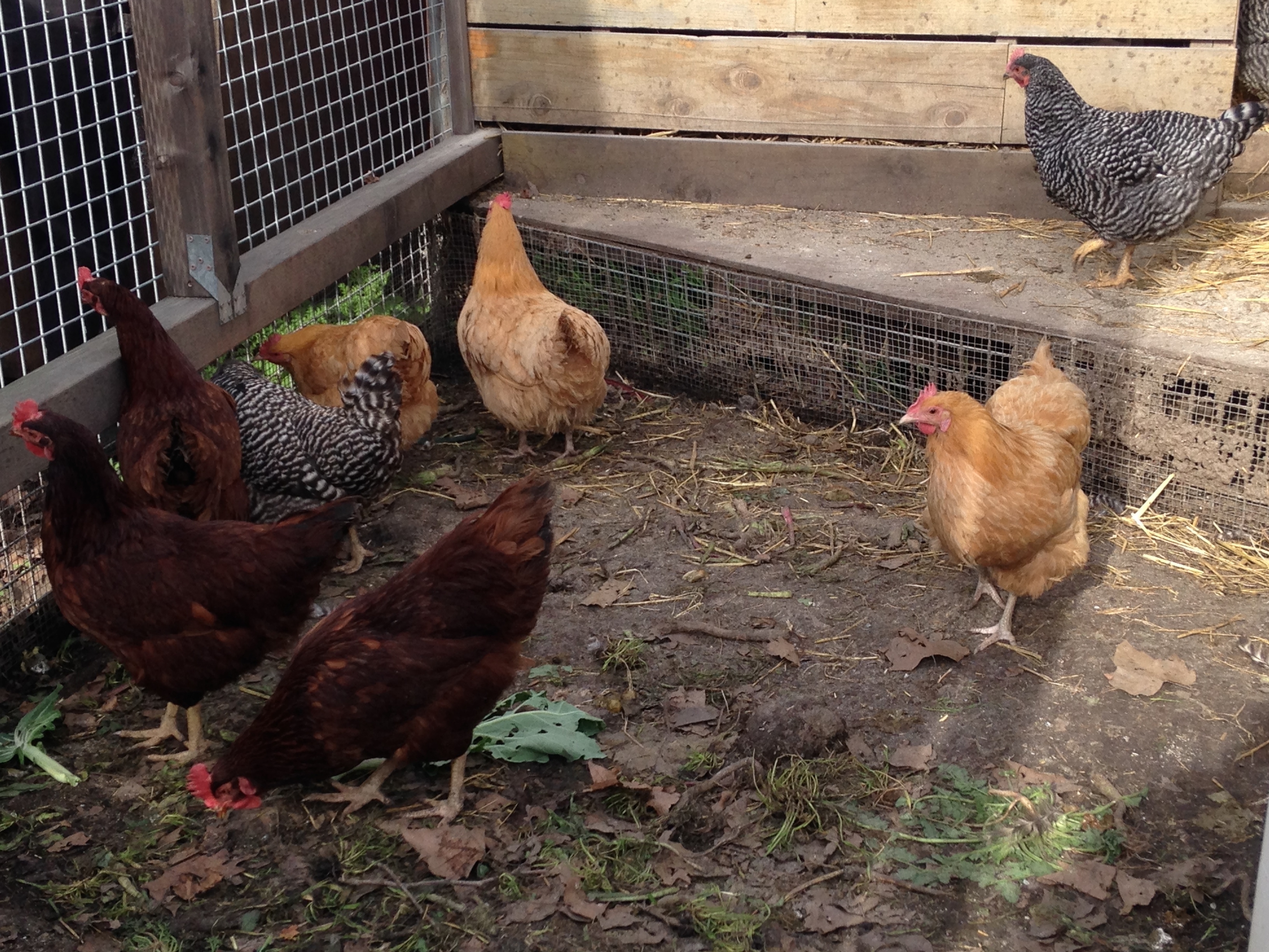 Tiene gallinas? Asista al taller acerca de la crianza de gallinas en traspatio - Blog de Alimentos - ANR Blogs