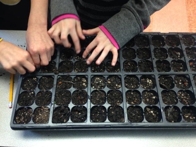 Preparación adecuada de los semilleros para hortalizas - Berger - ES