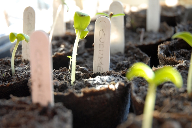 No olvide etiquetar sus plantas de semillero, para que pueda planear un espacio apropiado cuando los trasplante. (Crédito de fotografía: Morguefiles.com)