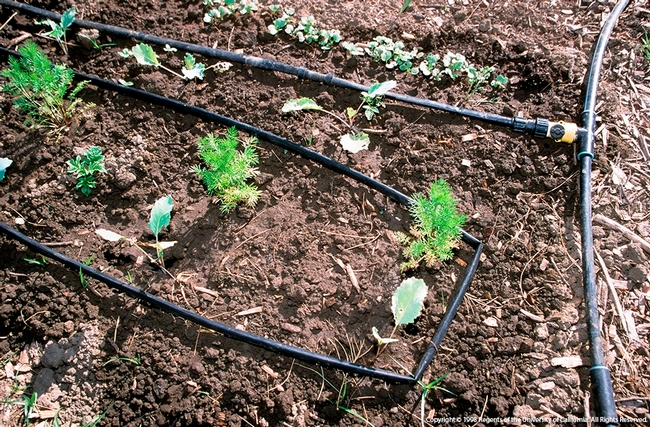 Plantas de semillero recién trasplantadas en el huerto de una escuela que cuenta con irrigación, ©UCRegents