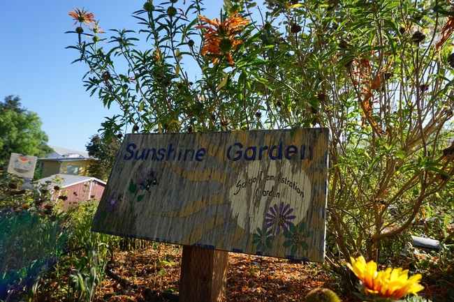 El Sunshine Garden es una sección de demostración del huerto de Jardinero Maestro de la UC, que se encuentra adyacente al estacionamiento de Extensión Cooperativa de San Luis Obispo. Es un huerto modelo que puede ser reproducido en las escuelas locales y se usa para capacitar a los voluntarios de Extensores de Nutrición en el Huerto.