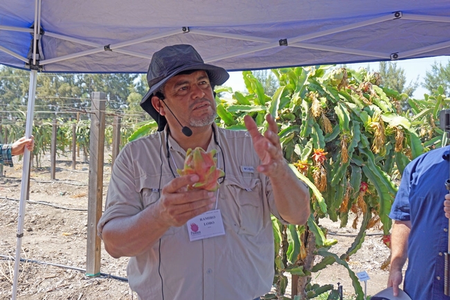 El asesor de UCCE para granjas pequeñas y líder de investigación sobre pitayas, Ramiro Lobo, muestra un fruto de la pitaya.