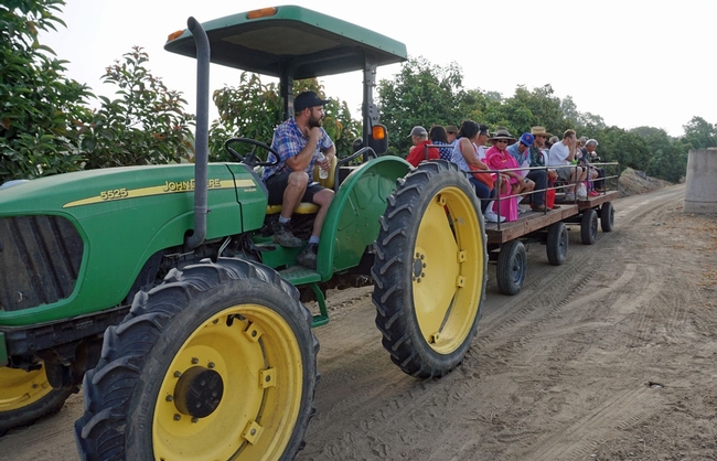 Un tractor remolca a un grupo de participantes del Festival de la Pitaya hacia las parcelas de trabajo del Centro de Investigación y Extensión South Coast de la UC.
