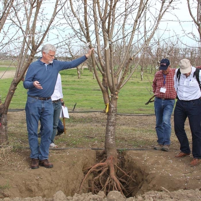 Ted DeJong examina la estructura de la raíz de un árbol ya establecido.