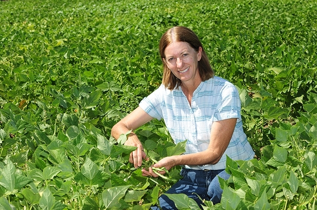 Rachel Long, asesora de granjas del condado de Yolo aparece en un campo de investigación de frijoles secos en la Universidad de California en Davis. (Fotografía: Kathy Keatley Garvey).
