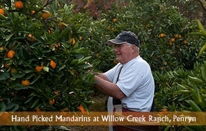 Cosecha a mano de mandarinas en el rancho Willow Creek, de Penryn.