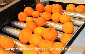Clasificación de mandarinas en la granja Highland, en Penryn.