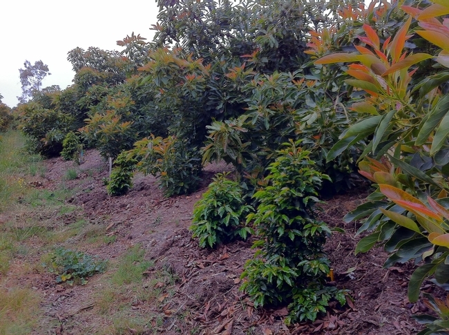 Las plantas de café inter plantadas en huertas de aguacates no requieren de espacio, agua o fertilizantes adicionales.
