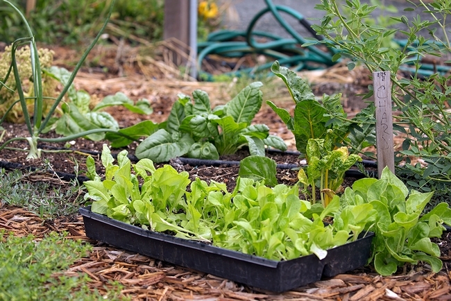 Una alternativa a plantar semillas es comprar plántulas de verduras en el vivero local.