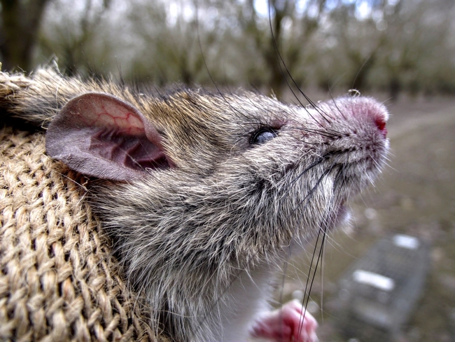 Las ratas de techo son una especie introducida en California
