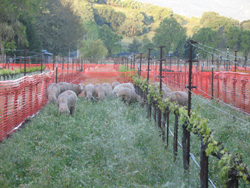 Sheep at the Hopland Research and Extension Center.