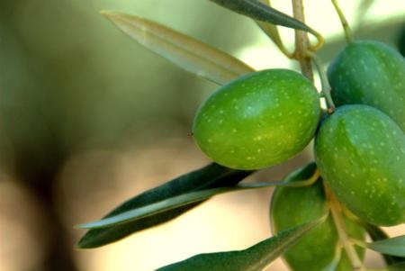 Manzanillo olives photographed in Glenn County by student assistant Luke Kinney Milliron.