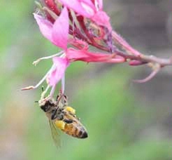 Bee dangling from guara blossom.