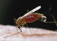 A mosquito gets a blood meal.