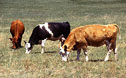 Cattle eating grass.