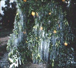 A citrus tree that was coated with water for frost protection.