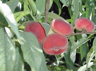 Saturn peaches are more expensive than traditional varieties.