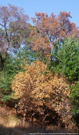 An increased in sudden oak death in the Bay Area is believed to be caused by two years of high rainfall followed by the past dry winter.