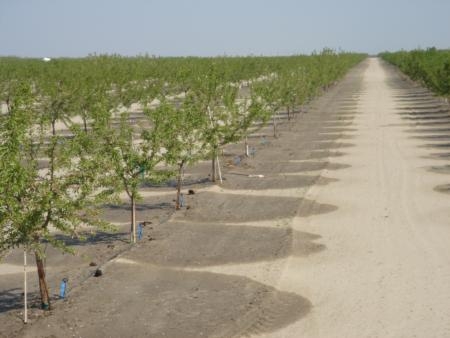 Micro-sprinklers, such as those shown above watering almonds, are much more efficient than flood irrigation.