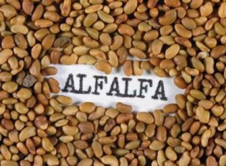 Alfalfa seed.