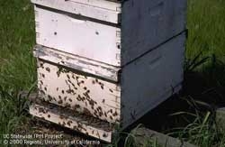 Worker bees congregate on a hive.