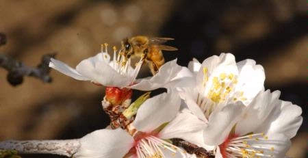 A honey bee on an almond blossom. (Photo: Kathy Keatley Garvey)