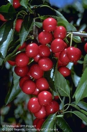 California cherries are now hitting the market.