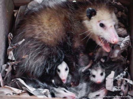 Opossum mom and babies.