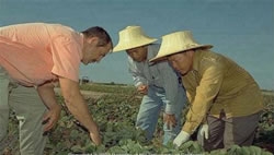 UC researchers work with a Southeast Asian farmer.